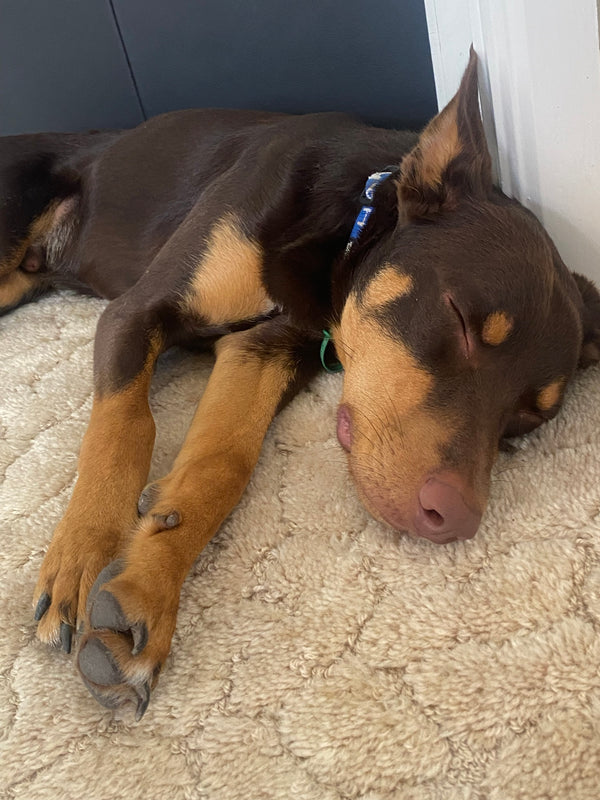 Harley the Kelpie pup asleep on a rug